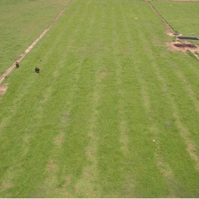 thumbnail for publication: Strip-Planting Rhizoma Peanut into Grazing Systems